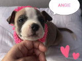 Chiots American Bully à réserver