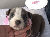 Chiots American Bully à réserver