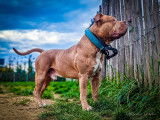 Magnifique Bully