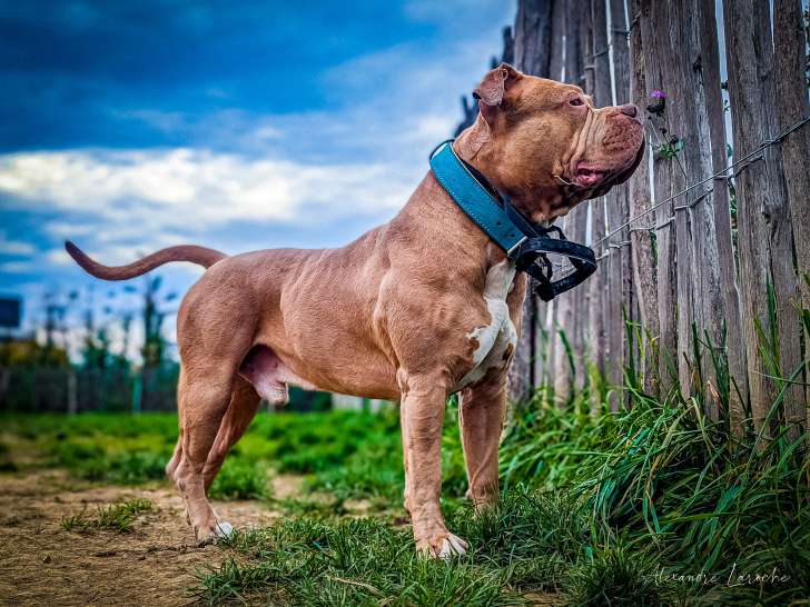 Magnifique Bully