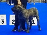 Chiots Presa Canario LOF à vendre