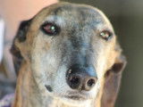 Armani, magnifique Galgo Espagnol de 7 ans à adopter