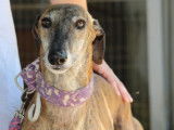 Armani, magnifique Galgo Espagnol de 7 ans à adopter
