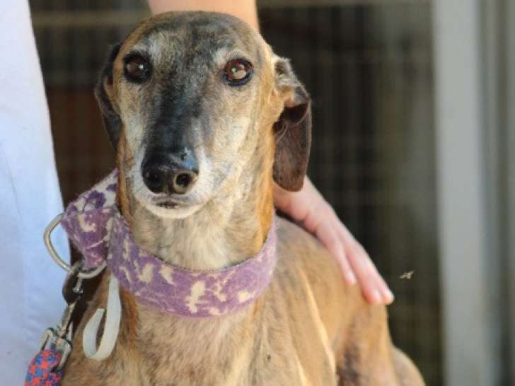 Armani, magnifique Galgo Espagnol de 7 ans à adopter