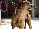 Armani, magnifique Galgo Espagnol de 7 ans à adopter
