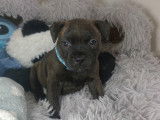 BB Chiots Staffies Male,Couleur gris foncé bringué fauve.Collier bleu.Si vous souhaitez voir des videos,je peux vous en envoyer....Ou aller sur ma page facebbok.. https://www.facebook.com/profile.php?id=61581864995190&locale=fr_FR