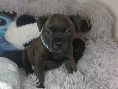 BB Chiots Staffies Male,Couleur gris foncé bringué fauve.Collier bleu.Si vous souhaitez voir des videos,je peux vous en envoyer....Ou aller sur ma page facebbok.. https://www.facebook.com/profile.php?id=61581864995190&locale=fr_FR