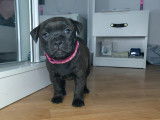 BB Chiots Staffies Femelle,Couleur gris foncé bringué fauve Collier Rose Fushia.Si vous souhaitez voir des videos,je peux vous en envoyer....Ou aller sur ma page facebbok.. https://www.facebook.com/profile.php?id=61581864995190&locale=fr_FR