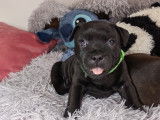 BB Chiots Staffies Male,Couleur gris foncé bringué fauve Collier Vert foncé.Si vous souhaitez voir des videos,je peux vous en envoyer....Ou aller sur ma page facebbok.. https://www.facebook.com/profile.php?id=61581864995190&locale=fr_FR