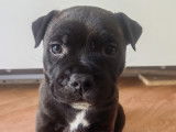 BB Chiots Staffies, Male,Couleur Black et blanc sous le museau et le potrail,Collier Vert clair.Si vous souhaitez voir des videos,je peux vous en envoyer....Ou aller sur ma page facebbok.. https://www.facebook.com/profile.php?id=61581864995190&locale=fr_FR