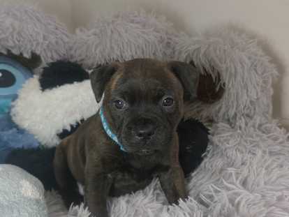 Chiot Male Collier bleu a Adopter