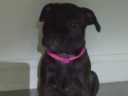 La femelle restante collier rose fuchia