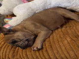 Chiot Bouledogue Français à naître