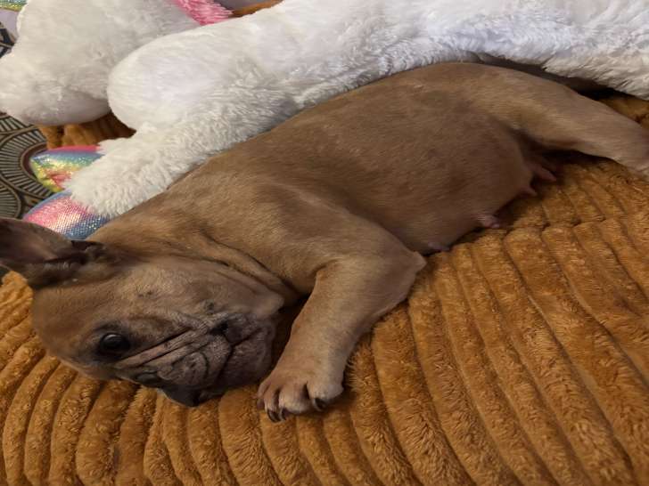 Chiot Bouledogue Français à naître
