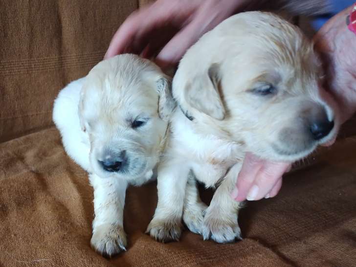 Magnifiques chiots Golden Retriever LOF à vendre
