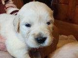 A réserver magnifiques chiots Golden Retriever LOF