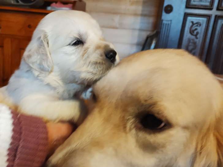 A réserver magnifiques chiots Golden Retriever LOF