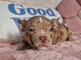 Superbes chiots American Bully micro à vendre