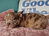 Superbes chiots American Bully micro à vendre