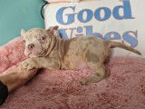 Superbes chiots American Bully micro à vendre
