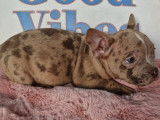 Superbes chiots American Bully micro à vendre