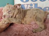 Superbes chiots American Bully micro à vendre