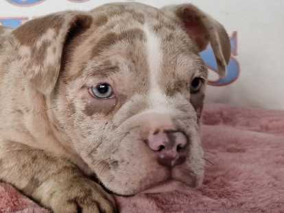 Superbes chiots American Bully micro à vendre