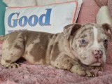 Superbes chiots American Bully micro à vendre