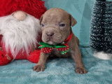 Superbes chiots American Bully micro/pocket &agrave; vendre