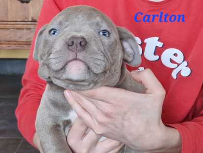 Superbes chiots American Bully micro/pocket à vendre