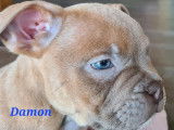Superbes chiots American Bully micro/pocket à vendre