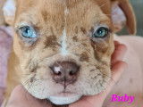 Superbes chiots American Bully micro/pocket à vendre