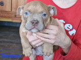 Superbes chiots American Bully micro/pocket à vendre