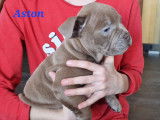 Superbes chiots American Bully micro/pocket à vendre