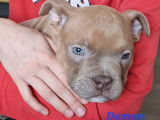 Superbes chiots American Bully micro/pocket à vendre