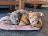 Superbes chiots American Bully micro/pocket à vendre