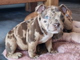 Superbes chiots American Bully micro/pocket à vendre