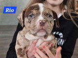 Superbes chiots American Bully poocket à vendre