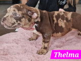 Superbes chiots American Bully poocket à vendre