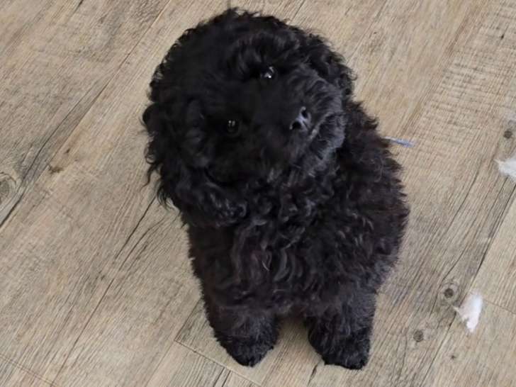 Chiot mâle de race Caniche à vendre