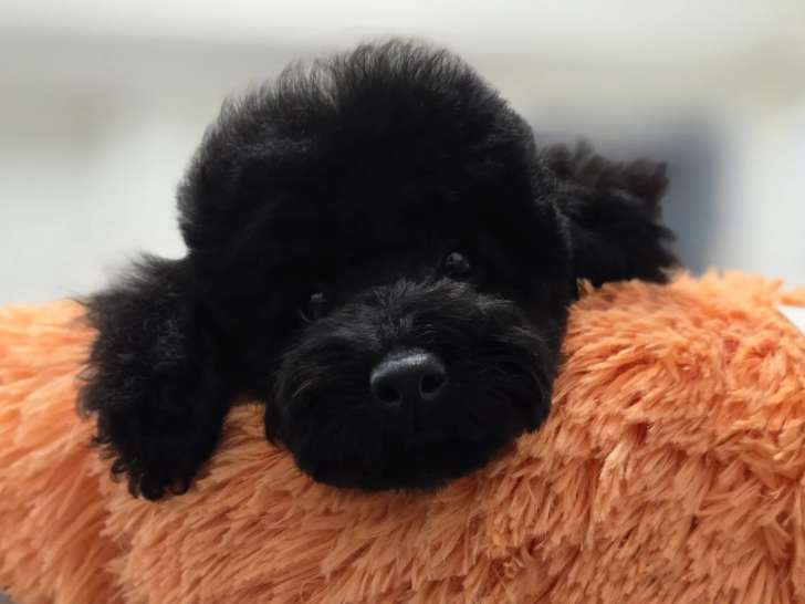 Chiot mâle de race Caniche à vendre