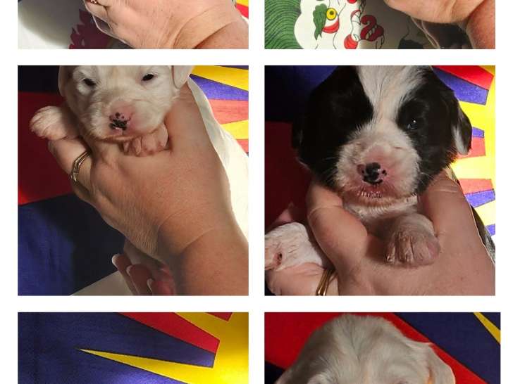 Chiots Terrier Tibétain LOF à vendre