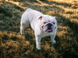 Magnifique Bouledogue Anglais LOSH disponible pour saillie