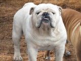 Magnifique Bouledogue Anglais LOSH disponible pour saillie