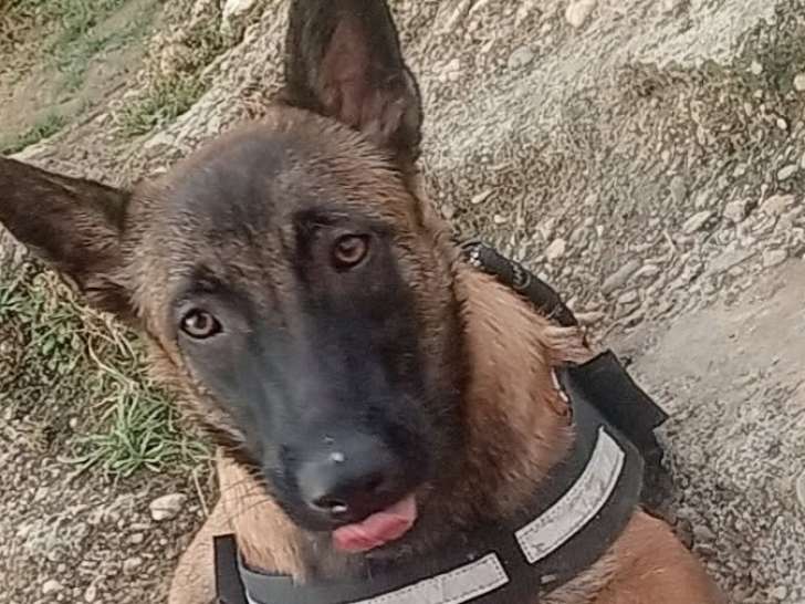 Chienne Malinois à vendre
