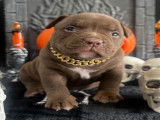 Chiots American Bully pocket à vendre