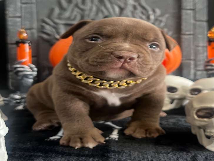 Chiots American Bully pocket à vendre