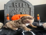 Chiots American Bully pocket à vendre