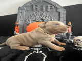 Chiots American Bully pocket à vendre