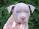 Chiots American Bully pocket à vendre